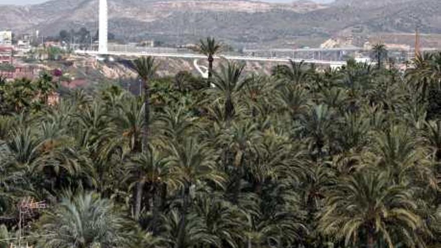 El picudo rojo está afectando al Palmeral.