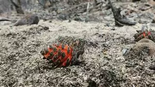 Piñas ‘acorazadas’ que actúan como cápsulas de supervivencia en los incendios forestales