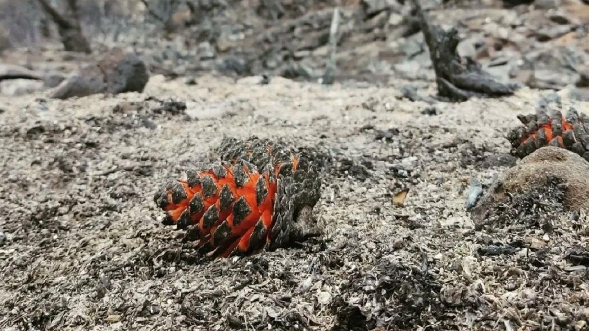 Piña serótina en el suelo de un bosque quemado