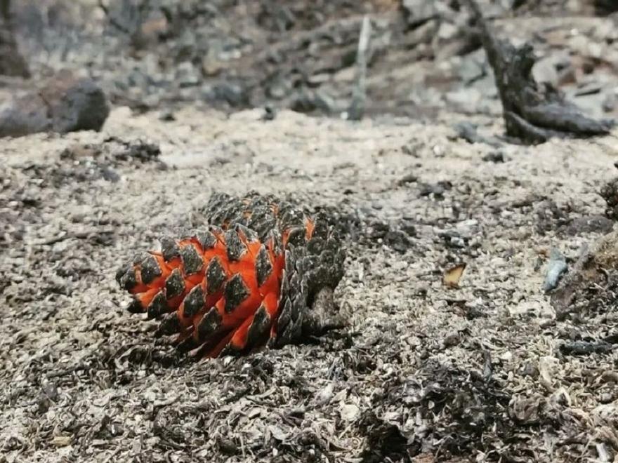 Piñas ‘acorazadas’ que actúan como cápsulas de supervivencia en los incendios forestales