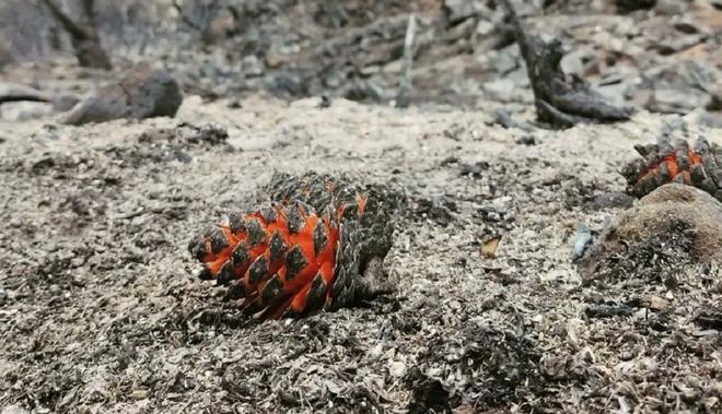Piña serótina en el suelo de un bosque quemado