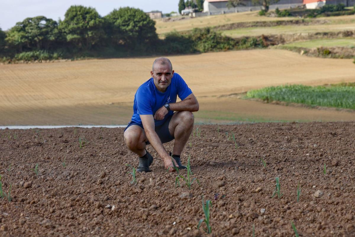 Campos de maíz de la comarca de Avilés por los problemas de sequía