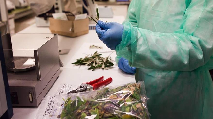 Análisis de Xylella en el laboratorio de Sanidad Vegetal del Govern balear.