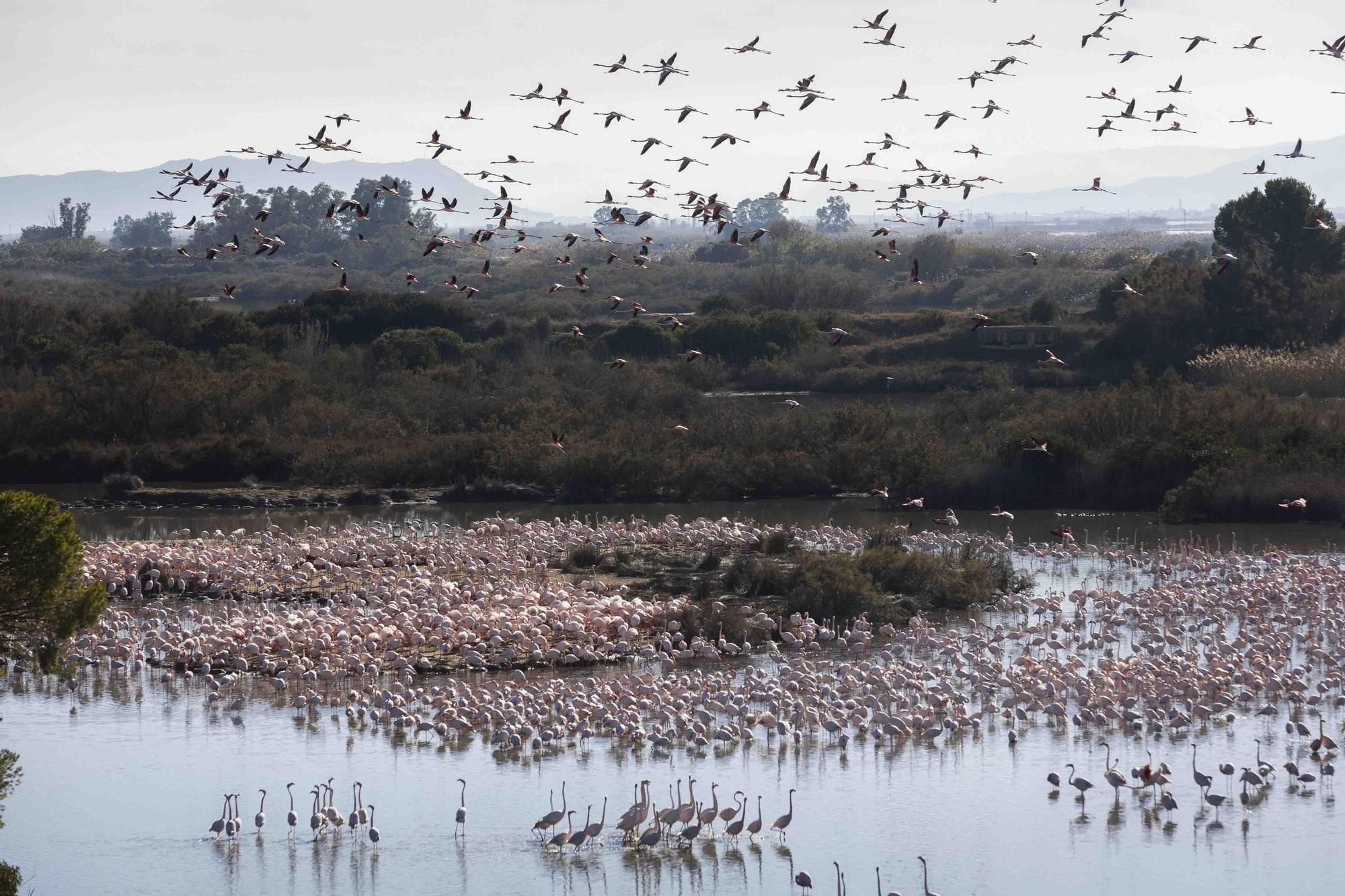 Los flamencos toman l'Albufera y preocupan a los arroceros