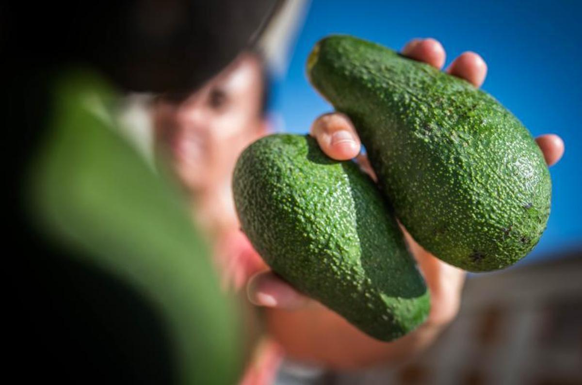 Aguacates cultivados en Tenerife.