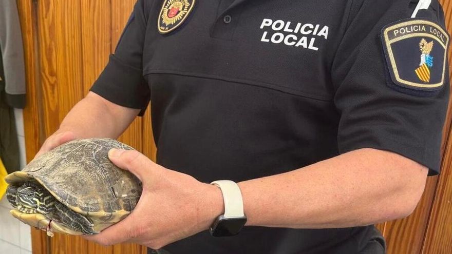Rescatan a una tortuga tras precipitarse de un balcón en Alaquàs