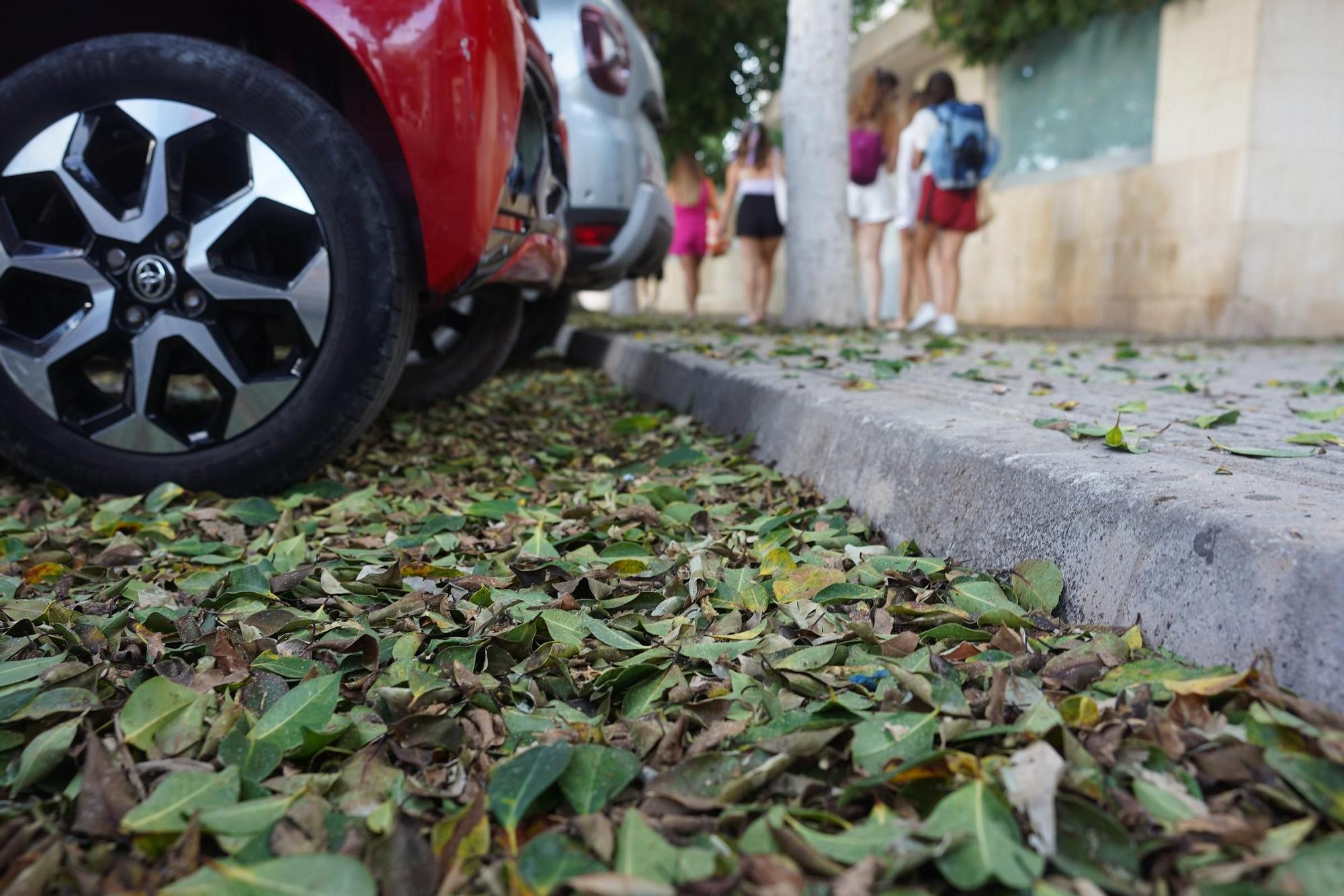 Galería: Este es el estado del barrio de Platja d'en Bossa