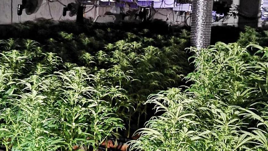 Plantació de marihuana desmantellada pels Mossos.