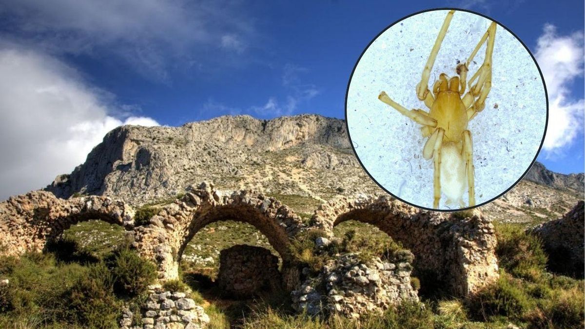 La provincia de Alicante cuenta con dos nuevas especies propias de arañas