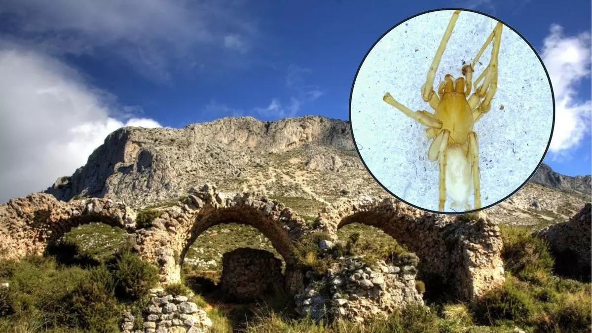 La provincia de Alicante aumenta su población: dos arañas pálidas y ciegas en sus montañas