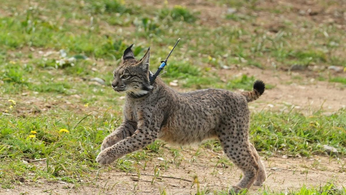 Suelta de un lince en Andalucía.