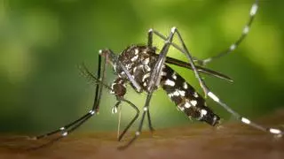 Qué debes hacer si te pica el mosquito tigre