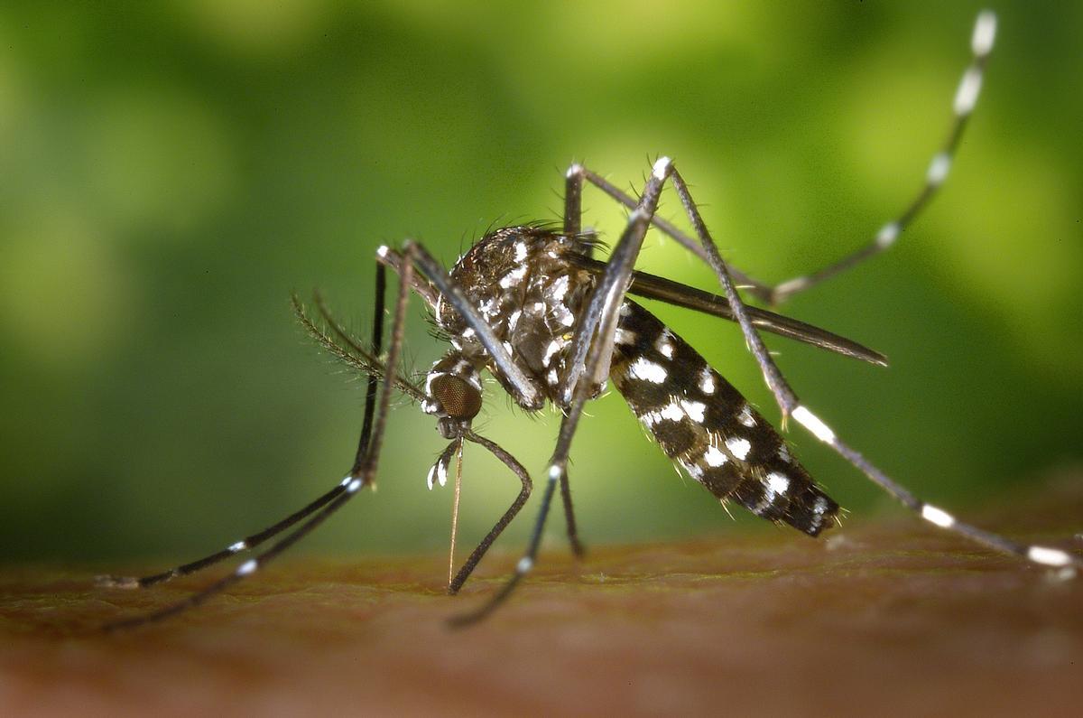 El canvi climàtic desplaçarà el mosquit tigre a comarques de muntanya