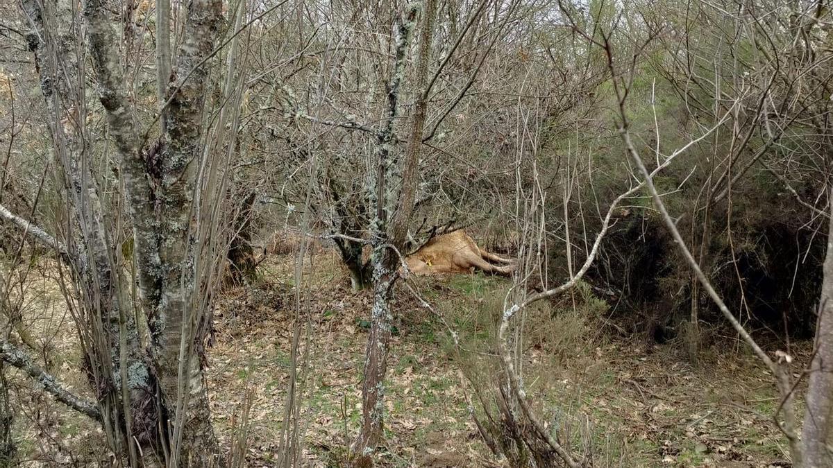 VÍDEO | Un ganadero de Chanos (Sanabria) abandona a sus vacas, que aparecen muertas en el monte
