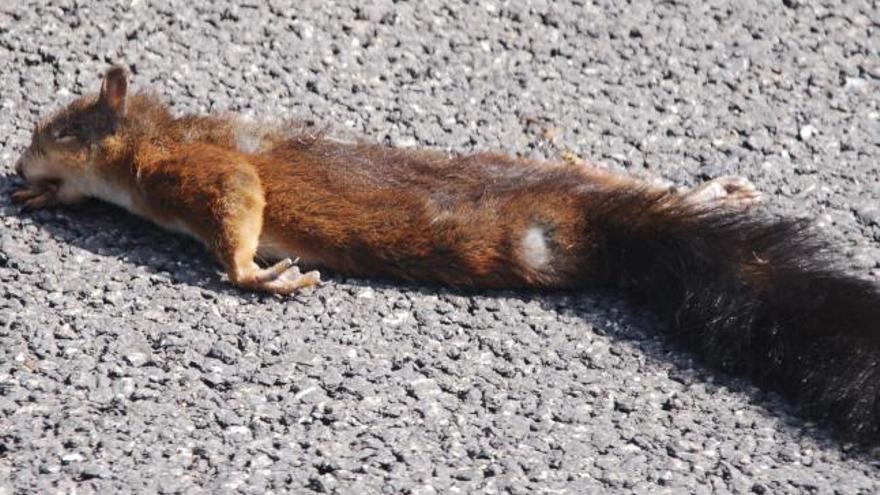 El cadáver de un raposo que perdió la vida en la calzada de una vía sanabresa.