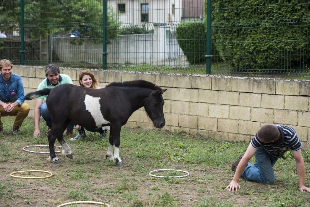 'Coaching' con caballos para empresarios