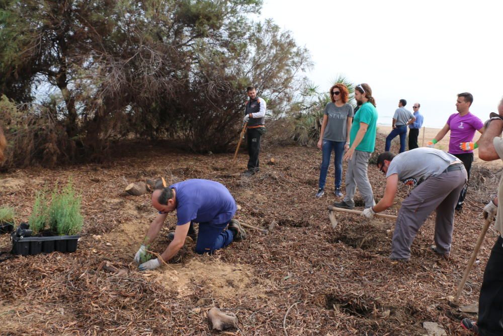 Reintroducción especies autóctonas en las dunas de