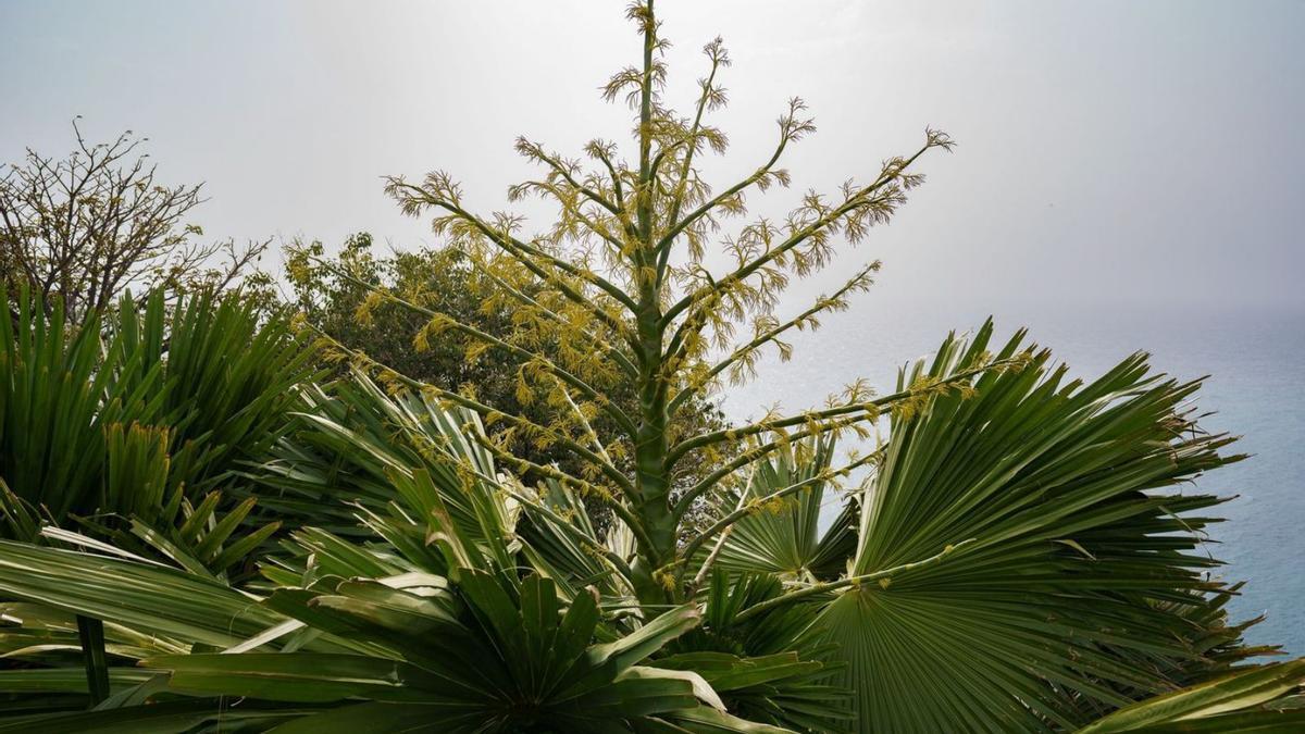 Ejemplar de palma que protagoniza la espectacular floración en el Palmetum. | | RAMÓN DE LA ROCHA (EFE)