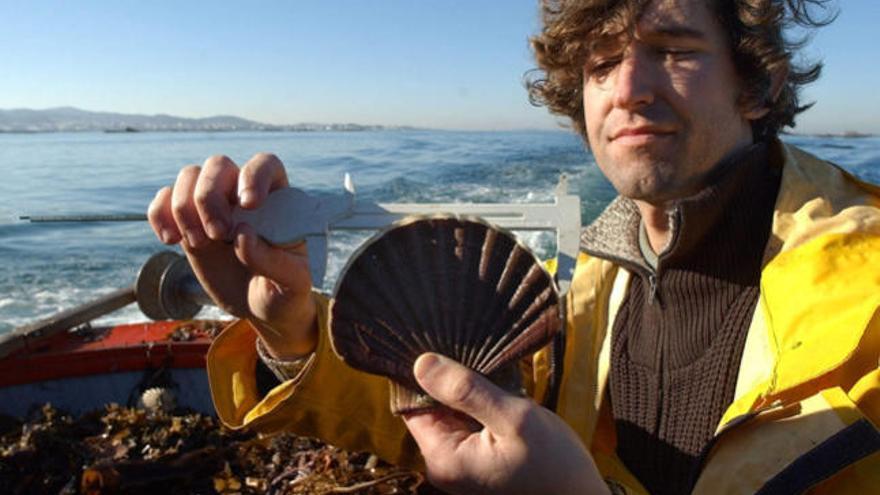 Un biólogo de la Consellería de Pesca, mide una vieira