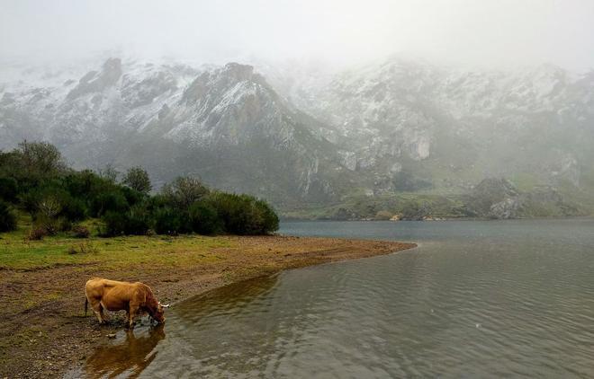 Vaca, Parque Natural de Somiedo, Asturias