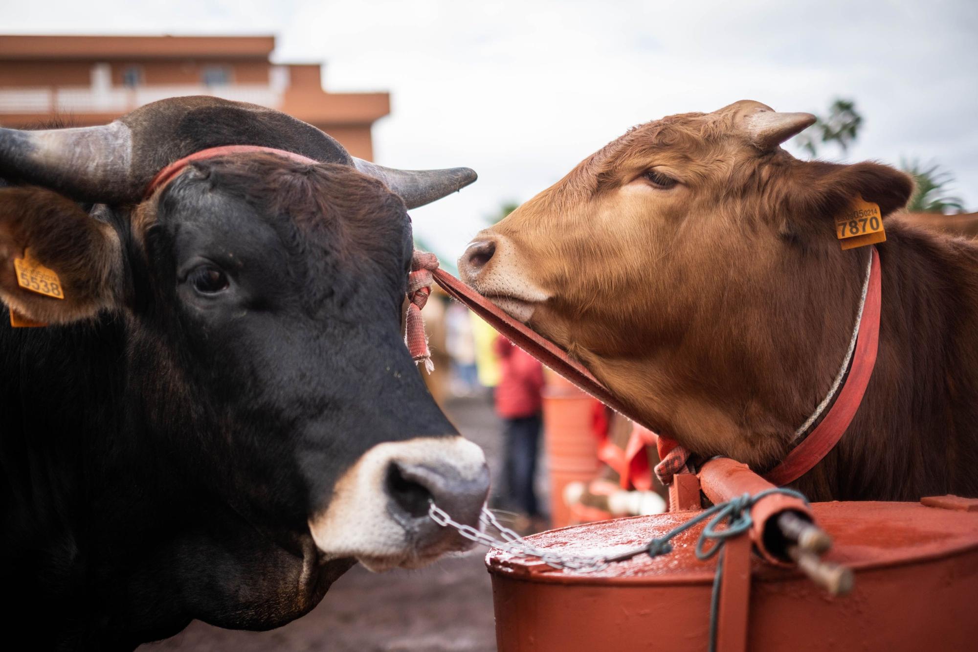 Feria de ganado por las fiestas de Tacoronte