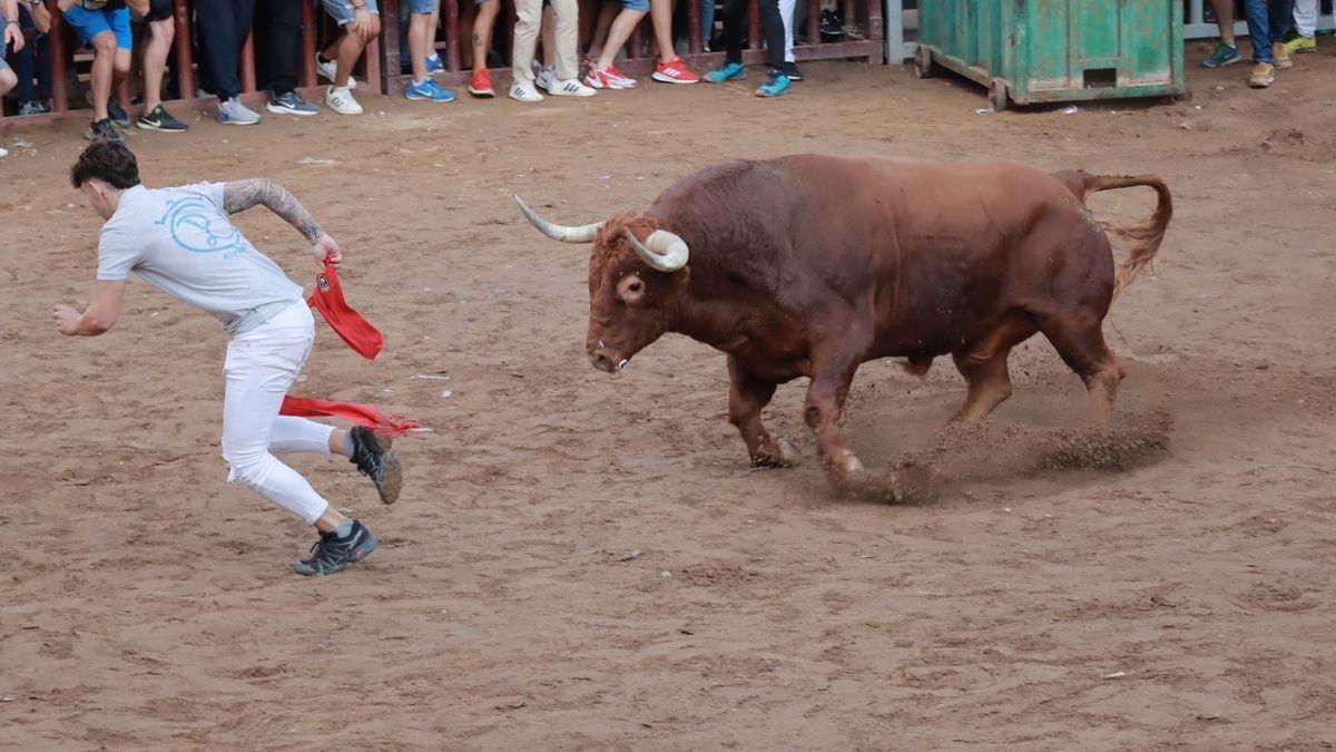 Imagen del primer toro de la tarde de este miércoles en Almassora, de la ganadería de Adelaida Rodríguez.