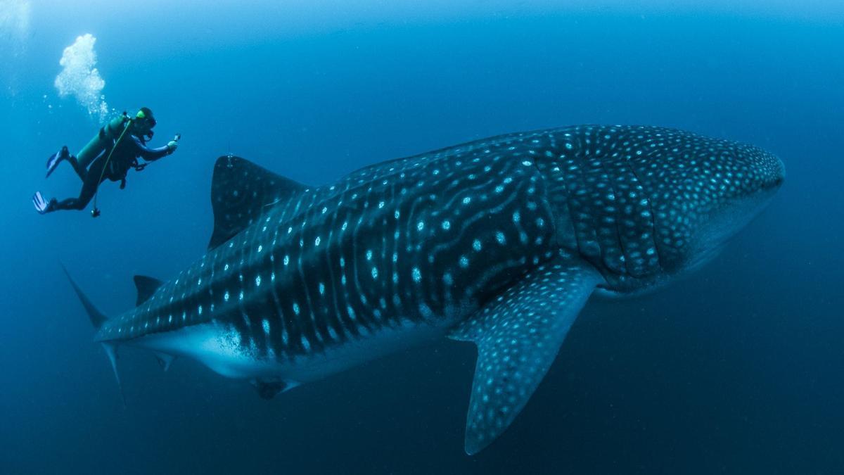 Jonathan R. Green, líder del Proyecto Tiburón Ballena de Galápagos, nada junto a un ejemplar cerca de la isla Darwin.