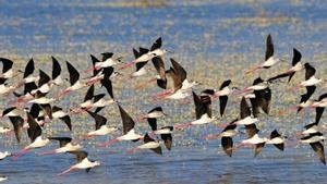 Archivo - Aves volando en el humedal de Doñana. Doñana. Flamencos. WWF. Humedal
