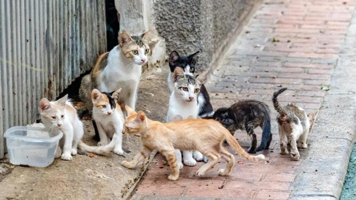 Imagen de una colonia de gatos.