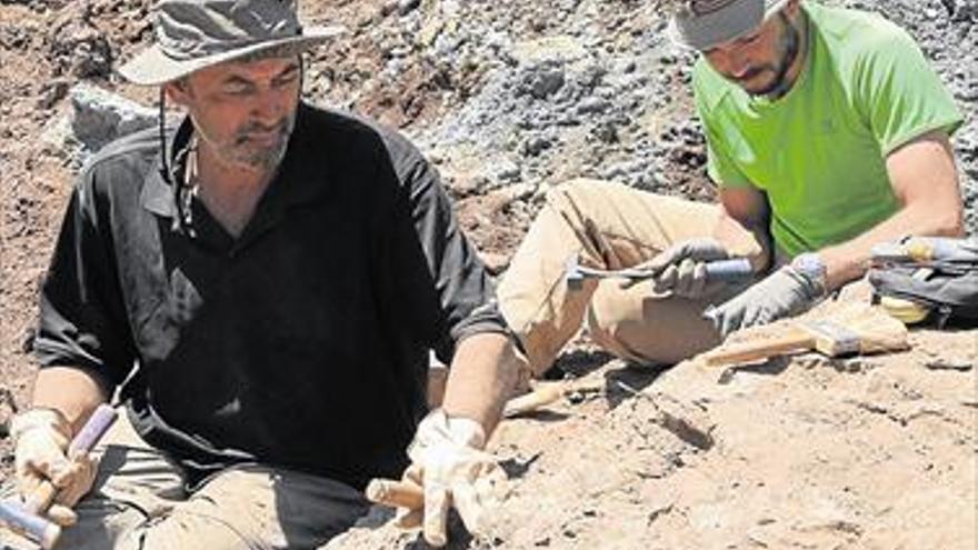 Encuentran fósiles del Cretácico en Morella
