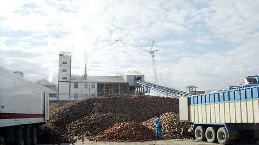 Recepción de remolacha de la fábrica azucarera de Toro durante una anterior campaña.