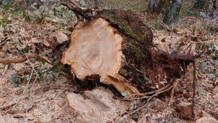 Restos de la tala denunciada por Salvemos Catasós.