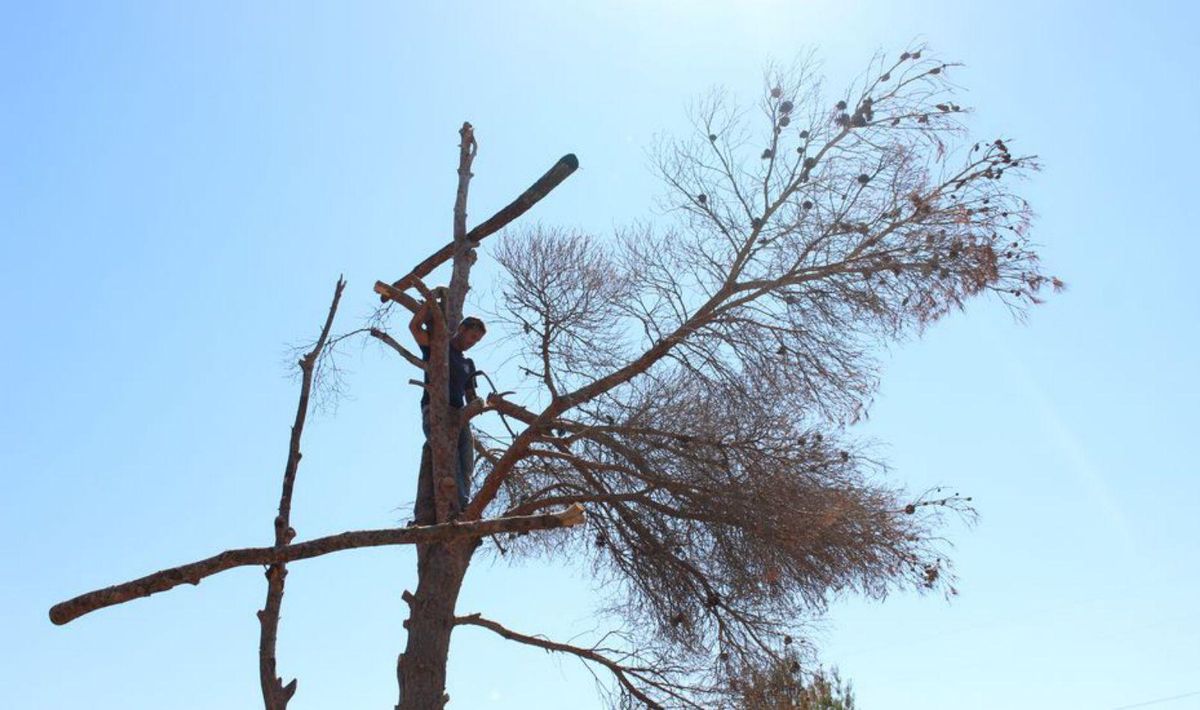 Aspecte del Bosc de les Creus el juliol el 2016, quan Sellarès enllestia el projecte començat un any abans