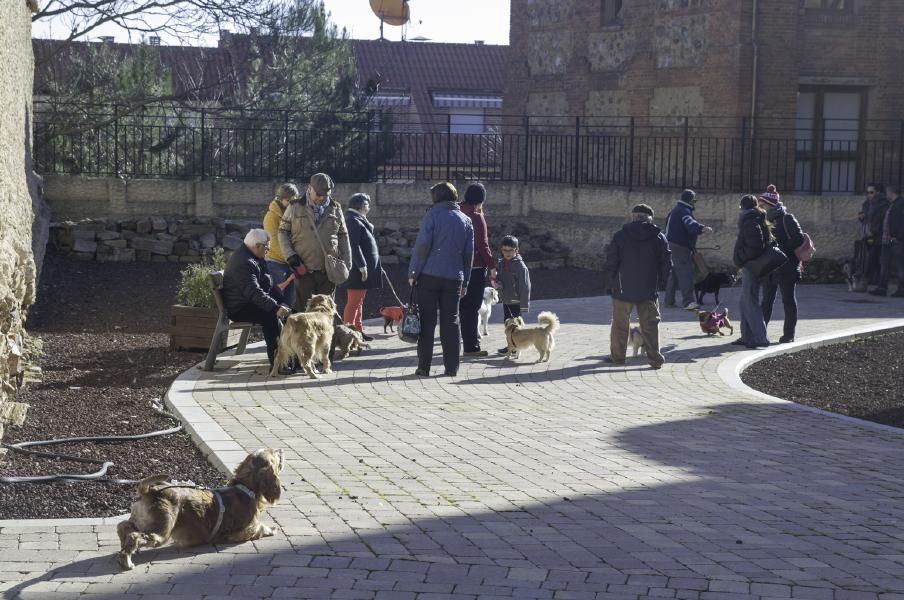 San Antón bendice a los animales en Benavente.