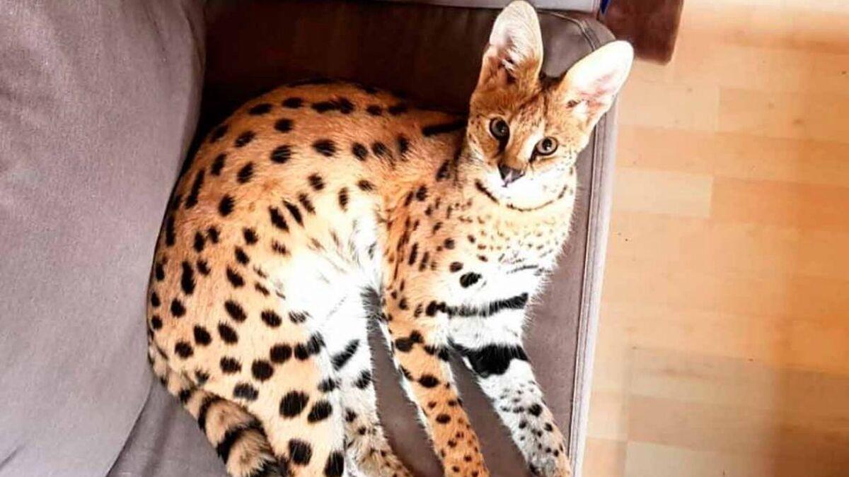 🐈 Gato Ashera, el felino más caro y exclusivo del mundo