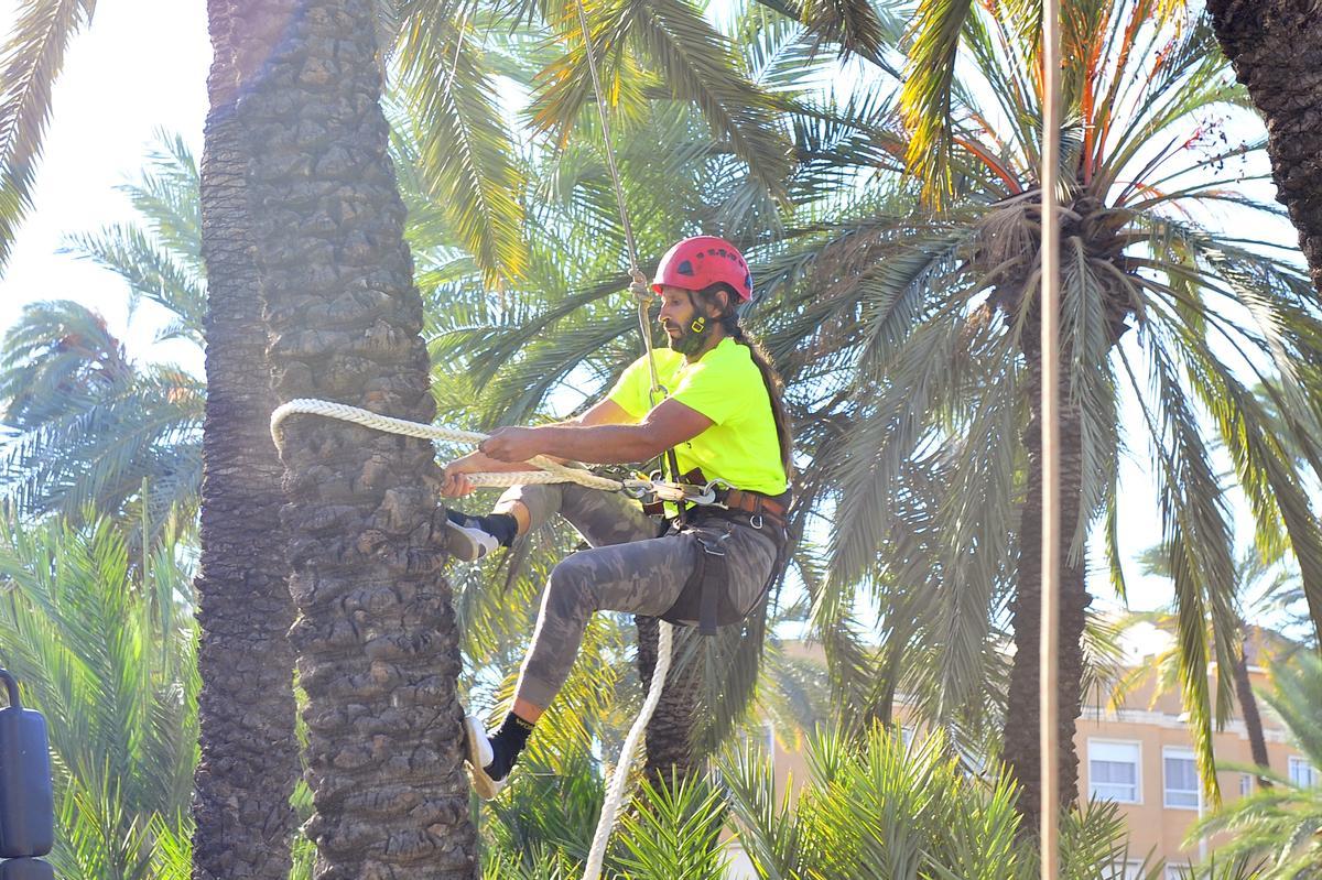 Un palmerero realizando tareas de mantenimiento en el Palmeral de Elche