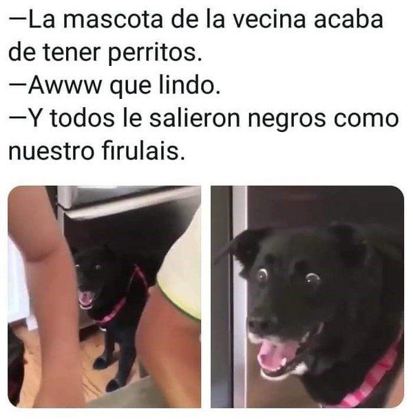 Un ejemplo de un meme sobre perros cuyo protagonista se llama Firulais.