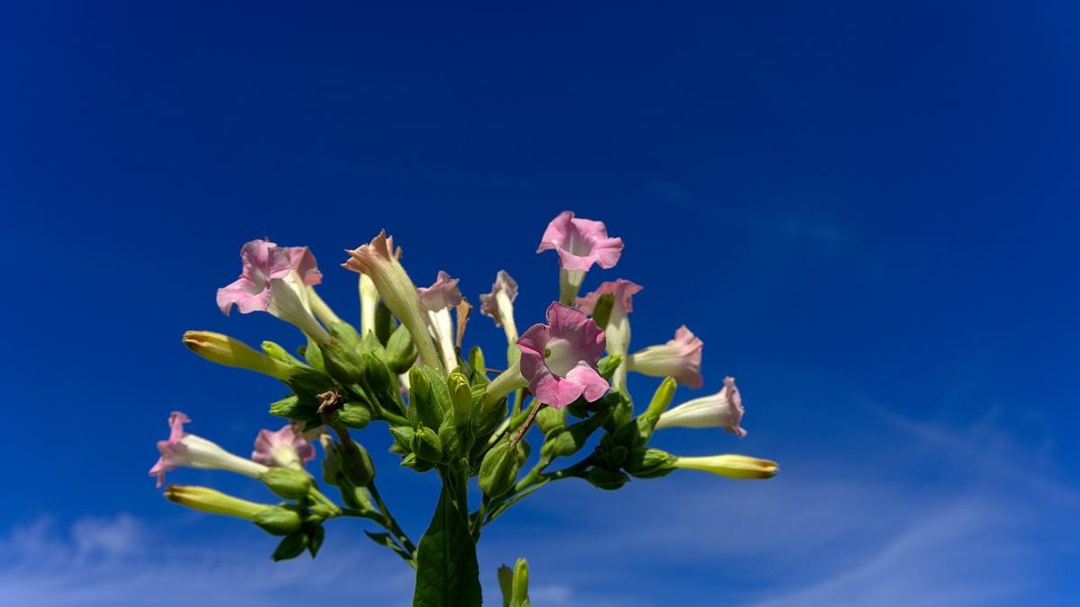 Las llamativas flores de la planta del tabaco pueden tener varios colores.