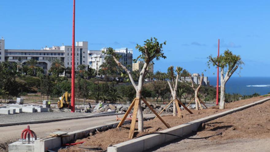 Finaliza el trasplante de 25 árboles de la avenida Blas Cabrera Felipe