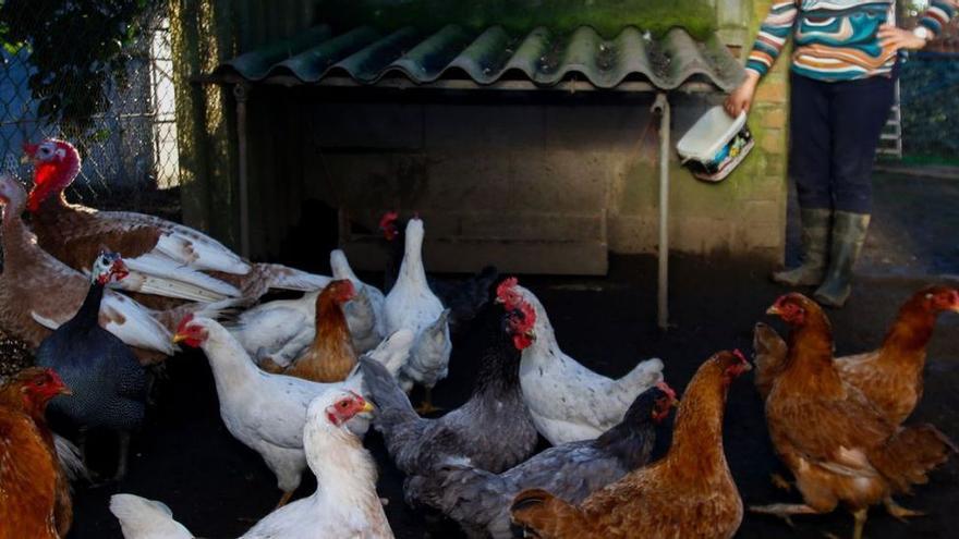 Primer caso de virus de &#039;influencia aviar&#039; en aves de corral en Extremadura