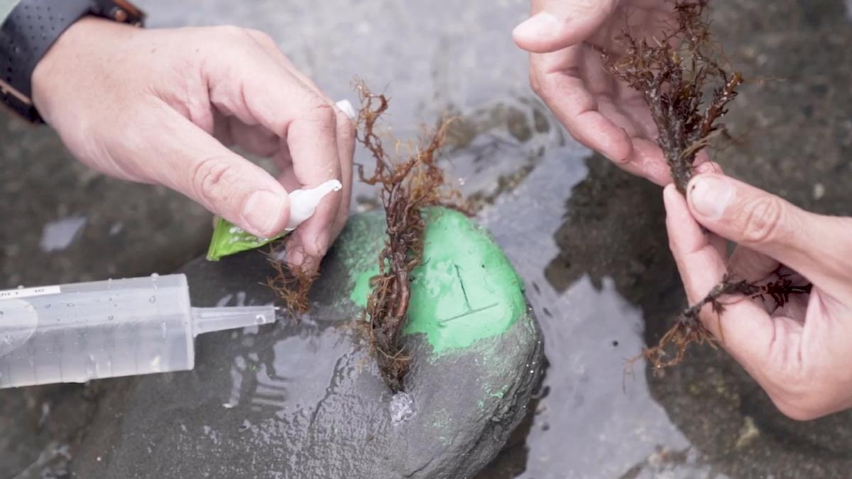 Científicos reintroduciendo el alga extinguida hace cuatro décadas en el Cap de Creus en la bahía de Portlligat