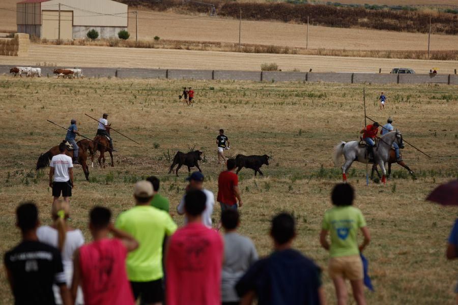 Fiestas en Zamora: Espante de vacas en Fuentesaúco