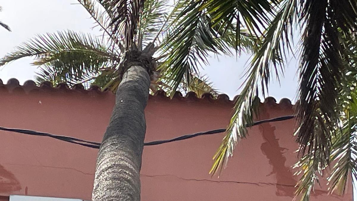 Caida de una palmera en Santa Brígida