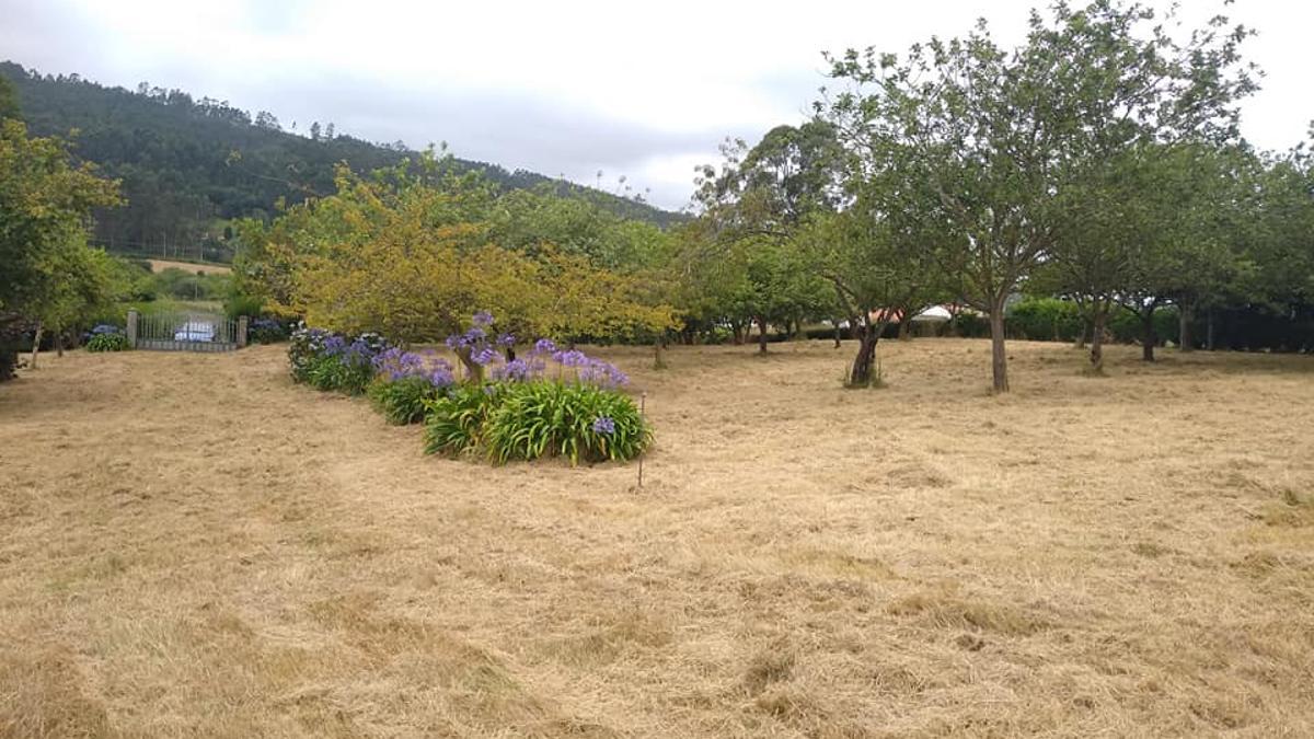 Finca donde está previsto construir el albergue de animales.