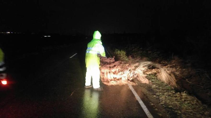 Retirada de un árbol en la carretera a Cubillos