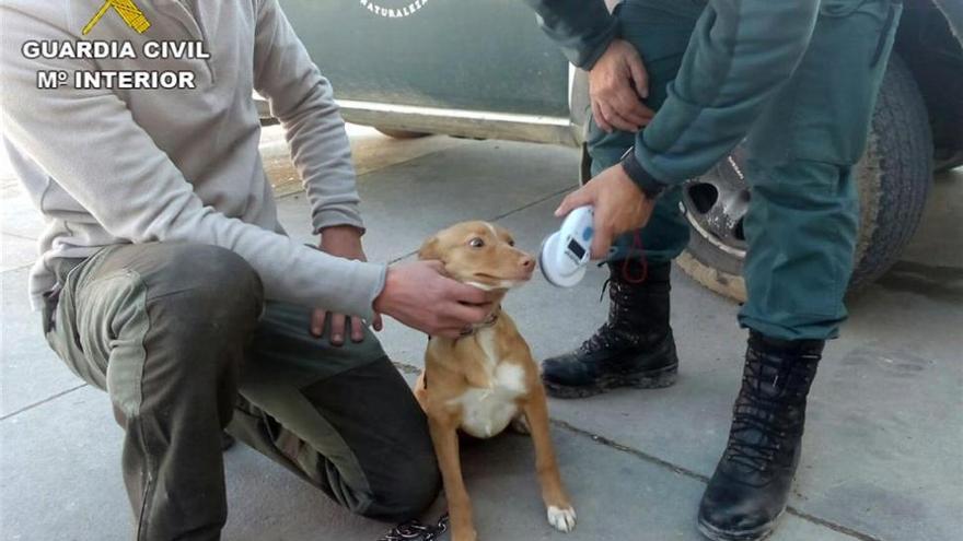 La Guardia Civil recupera 29 perros de caza robados