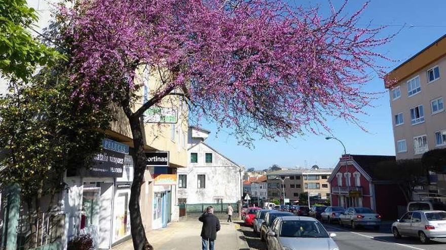 El árbol del amor florece en Oleiros