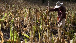 La agricultura se verá perjudicada especialmente