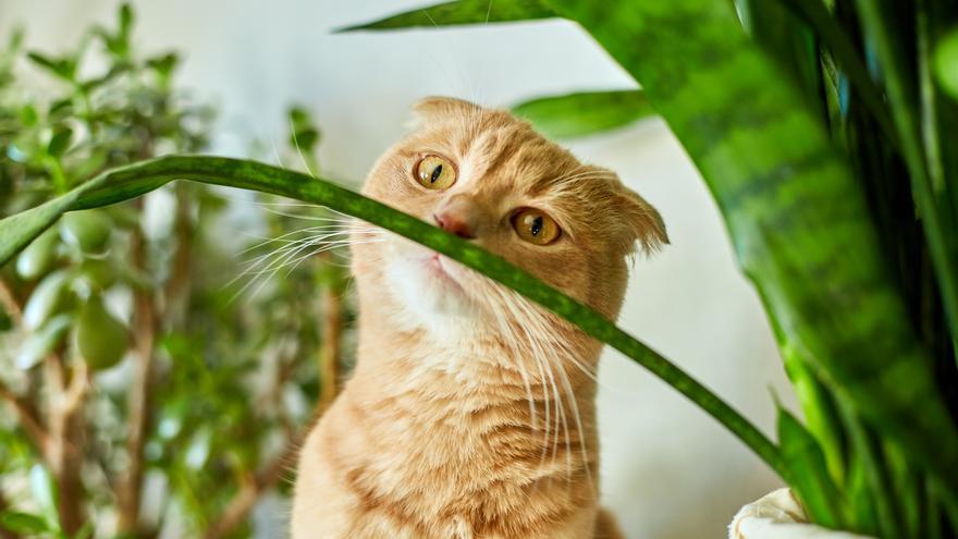 ¿Amante de los felinos y las plantas? Descubre las 9 plantas más seguras para tu gato