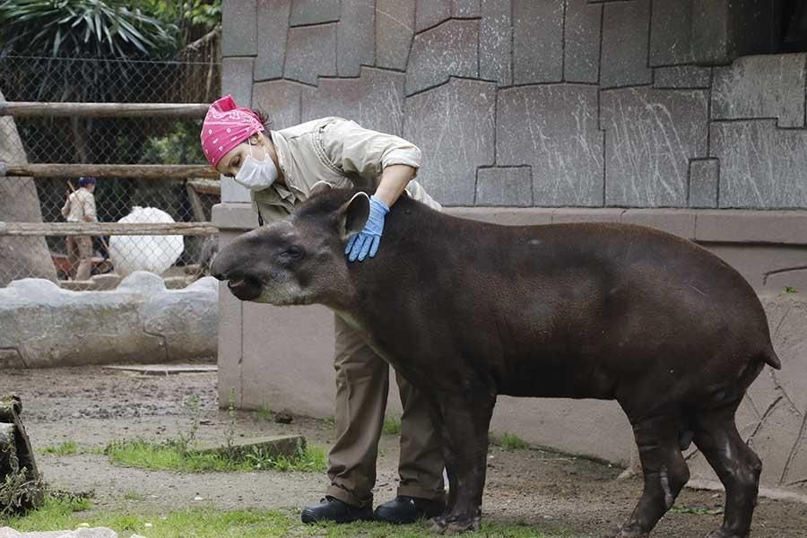 Coronavirus en Córdoba: los animales del zoológico siguen con su rutina diaria